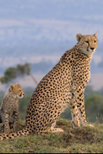 Masái Mara: El reino de los depredadores