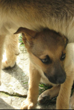 Imagen de Pelopicopata (T1): Ep.23 - 9