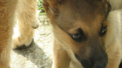 Imagen de Pelopicopata (T1): Ep.2 - 10