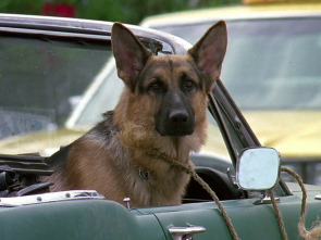 Imagen de Superagente K-9 - 1
