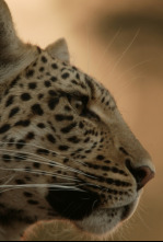Imagen de El ojo de leopardo - 7