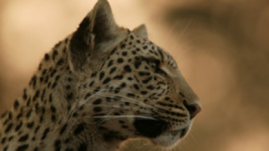 Imagen de El ojo de leopardo - 8