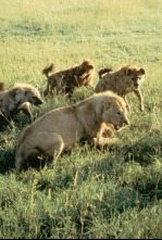 Eternos rivales: hienas y leones