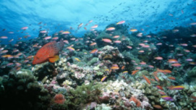 Imagen de Paraísos terrenales: Wild Costa Rica - 5