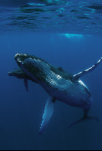 Ballenas jorobadas en peligro