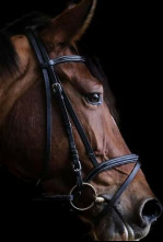 Imagen de Andalucía October... (2025): Concurso de saltos - 4