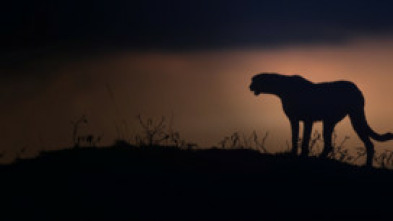 Imagen de El Kalahari, la otra ley de la selva - 6
