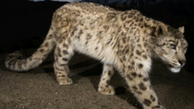 El leopardo de las nieves de Afganistán