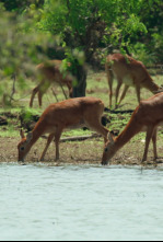 Lago Tanganica: el corazón de Africa