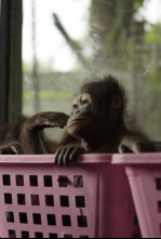 Escuela de orangutanes: Ep.7