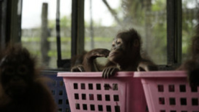 Escuela de orangutanes: Ep.3