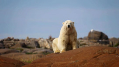 El reino del oso polar