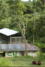 Escuela de orangutanes: La sorpresa de Dilla