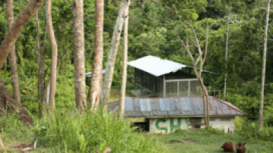 Escuela de orangutanes: La calvicie es hermosa