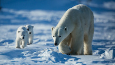 Imagen de Los más letales de Alaska  - 7