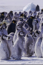 Imagen de Planeta hostil: Desiertos - 6