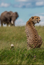 El linaje de los...: El cuento del leopardo
