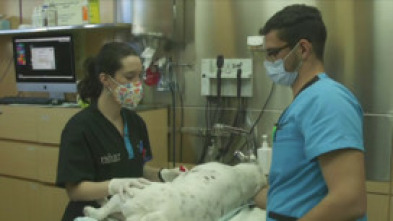 Hospital animal: Castración de cebra / Malformación de tortuga