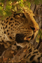 Cazadores de África - El leopardo hambriento