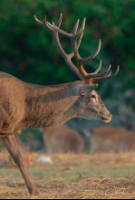 Imagen de Los bosques de Iberia: Rivales - 6