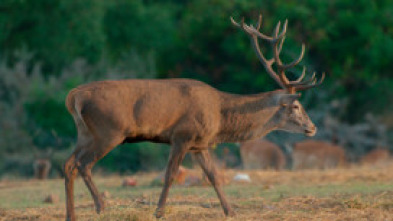 Los bosques de Iberia 