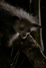 Madagascar desconocido: El reino de los lémures