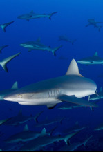 Enjambre de tiburones