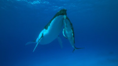 Cachalotes: gigantes del mar