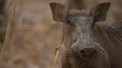 Imagen de Supervivientes de la...: Seducción Animal - 10