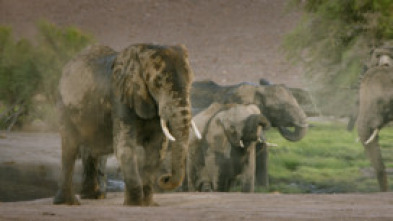 La aventura de los elefantes