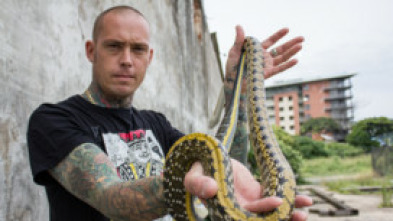 Serpientes en la ciudad: Doble mordida