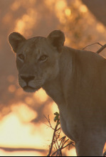 Especial animales letales de África: Contienda en la orilla