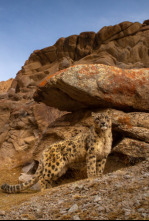 Imagen de Felinos salvajes de la India  - 6