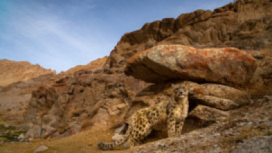Imagen de Felinos salvajes de la India  - 7