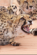 Imagen de El ataque de los felinos - 9