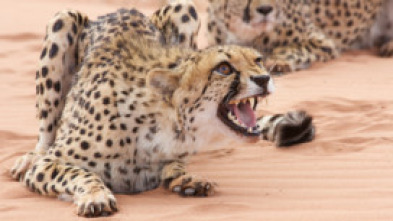 Imagen de El ataque de los felinos - 10