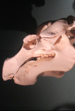 Imagen de Misterios en el museo: Un extraterrestre antiguo y más - 6