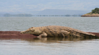 Un vaquero australiano: Cocodrilos fuera del agua