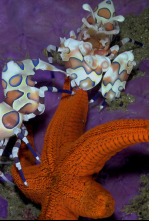Imagen de Maravillas Submarinas de Africa - 4