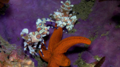 Imagen de Maravillas Submarinas de Africa - 5