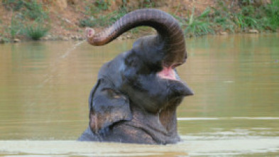 Imagen de Los Misterios del Mekong - 5