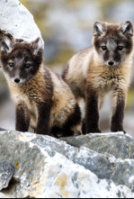 Imagen de La increíble migración animal  - 6