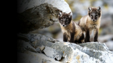 Imagen de La increíble migración animal  - 7
