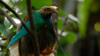 Imagen de Especial Wild Asia: Islas paradisíacas  - 7
