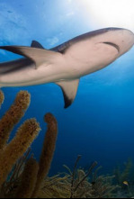 Imagen de La carrera por la vida: Depredadores submarinos - 4