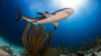 Imagen de La carrera por la vida: Guerreros de la naturaleza - 5