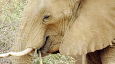 Crecer como animal - La historia de una bebé elefante