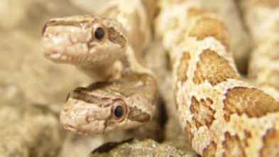 Imagen de Los animales más peculiares del mundo  - 8