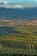 Imagen de Guadalquivir, corazón verde de Andalucía - 4