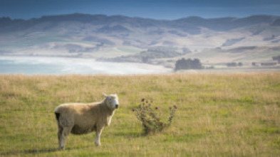 Imagen de Nueva Zelanda: isla sur, la isla de jade - 5